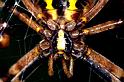 Argiope_bruennichi_P1511_Z_82_Les Gris_Frankrijk
